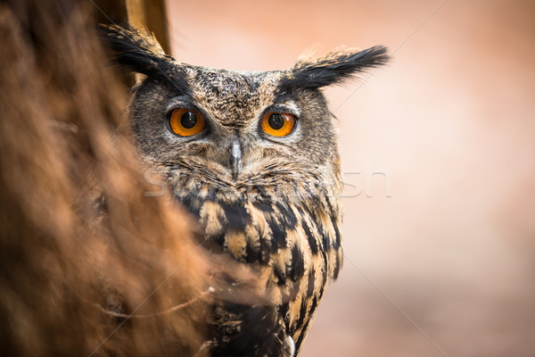 Closeup of a Eurasian Eagle-Owl (Bubo bubo) Stock photo © lightpoet