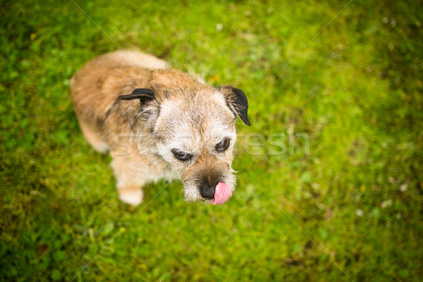 Portrait cute chien séance vert pelouse [[stock_photo]] © lightpoet