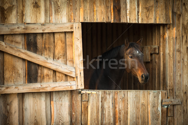 Pferd beständig Tür Fenster Feld traurig Stock foto © lightpoet