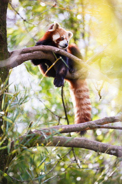 Red panda (Ailurus fulgens, lit. 'shining cat') Stock photo © lightpoet