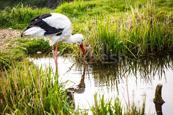 Stock photo: White stork hunting