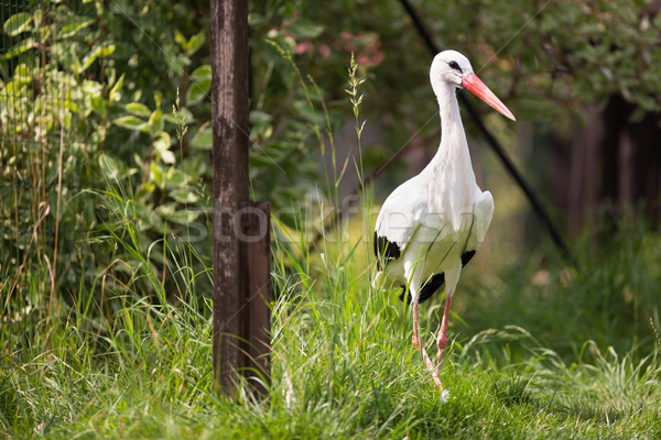 White Stork (Ciconia ciconia) hunting Stock photo © lightpoet
