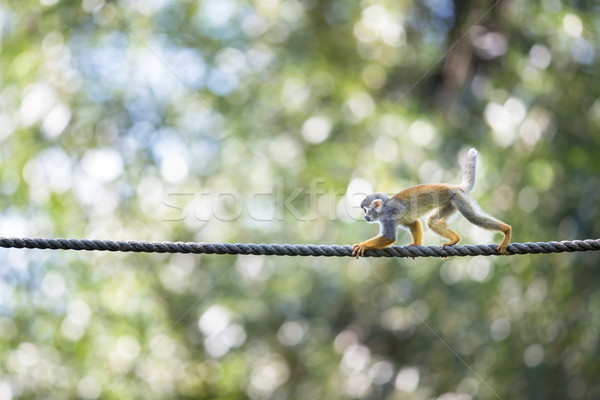 [[stock_photo]]: écureuil · singe · peu · profond · forêt · yeux