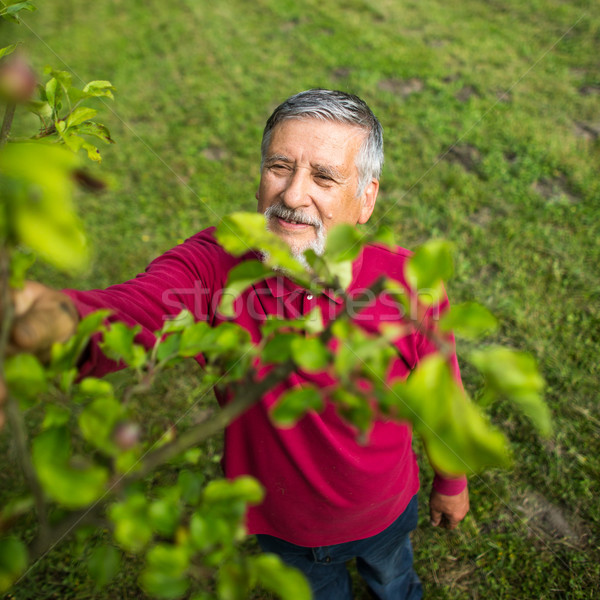 Portrait of a senior man gardening in his garden Stock photo © lightpoet