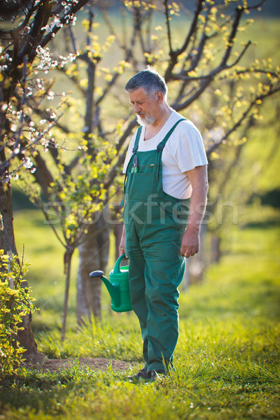 Portret starszy człowiek ogrodnictwo ogród Zdjęcia stock © lightpoet