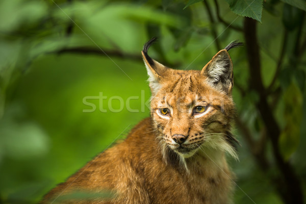 Eurasian Lynx  Stock photo © lightpoet