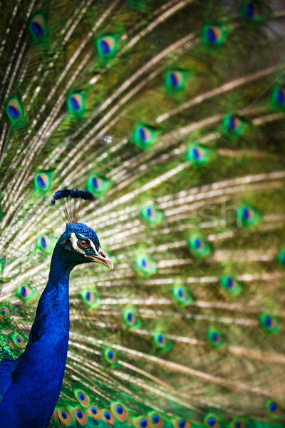 Splendid peacock with feathers out (Pavo cristatus) Stock photo © lightpoet