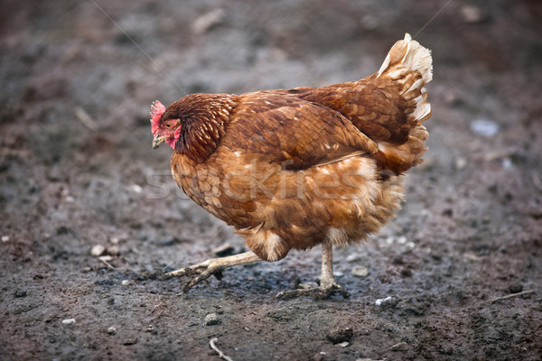 Closeup of a hen in a farmyard (Gallus gallus domesticus) Stock photo © lightpoet