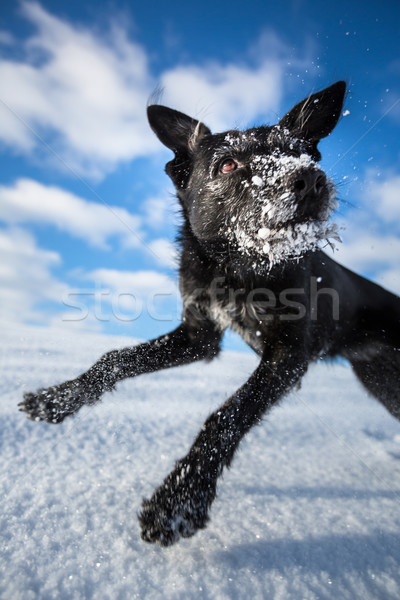 Hilarious black dog jumping for joy over a snowy field Stock photo © lightpoet