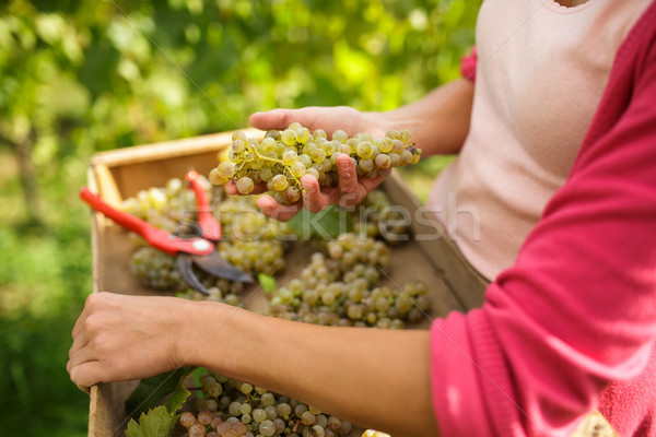 Hands of a female vintner harvesting white vine grapes Stock photo © lightpoet