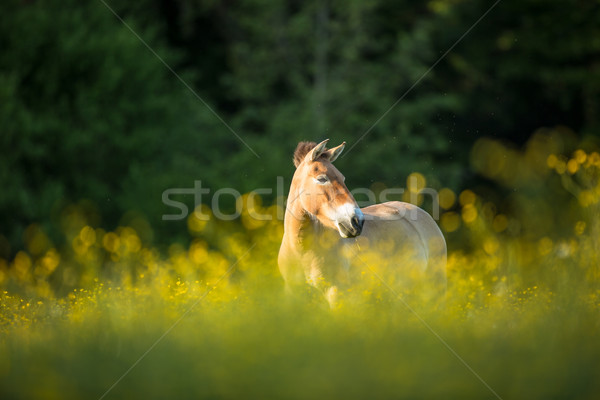 Stock photo: Przewalski horse grazing on a lovely meadow