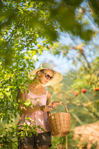 Stock fotó: Fiatal · nő · felfelé · létra · szőlőszüret · almák · almafa