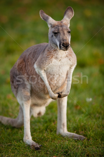 KANGAROO Stock photo © lightpoet