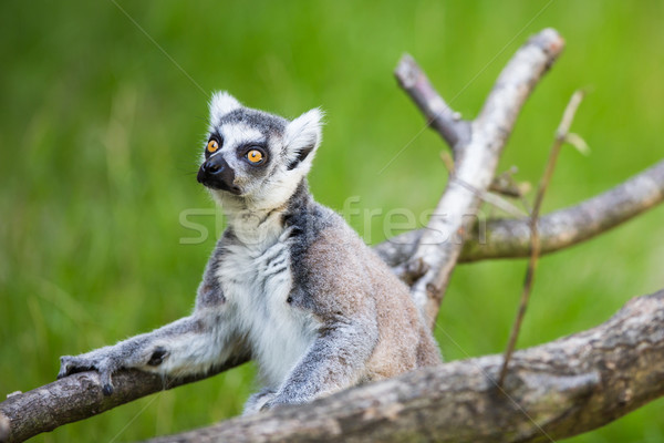 Lemur kata Stock photo © lightpoet