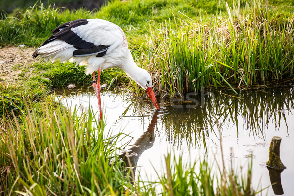 White stork hunting Stock photo © lightpoet