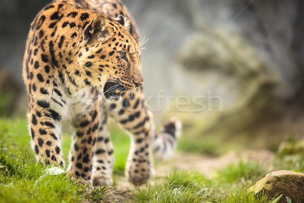 Amur Leopard (Panthera pardus orientalis) Stock photo © lightpoet