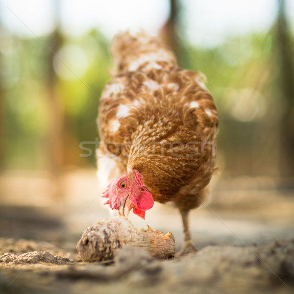 Hen in a farmyard Stock photo © lightpoet
