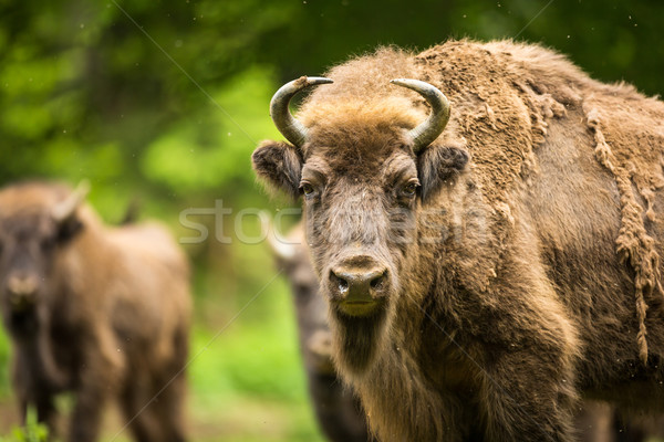 European bison (Bison bonasus) Stock photo © lightpoet