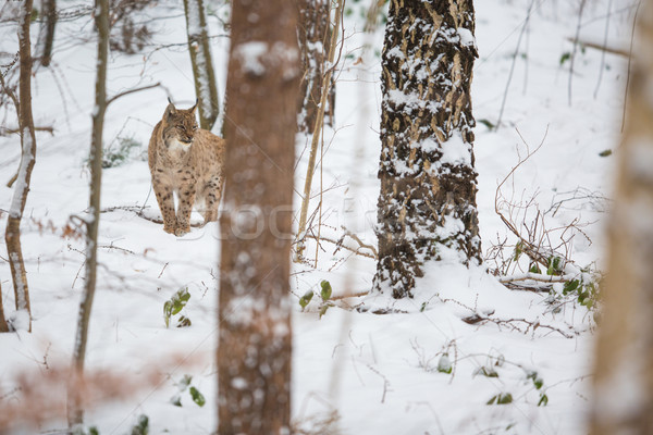 Eurasian Lynx (Lynx lynx) walking quietly in snow Stock photo © lightpoet