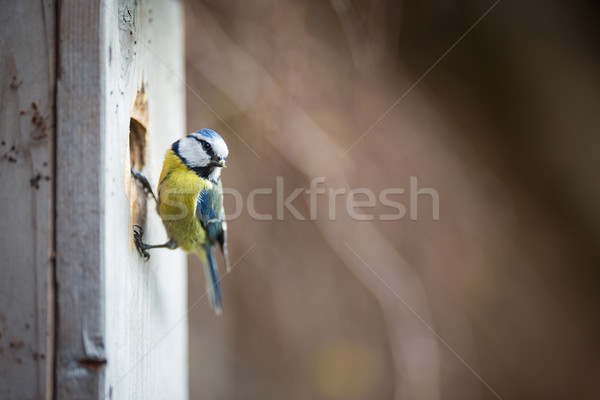 Blue tit Parus caeruleus on a bird house it inhabits Stock photo © lightpoet