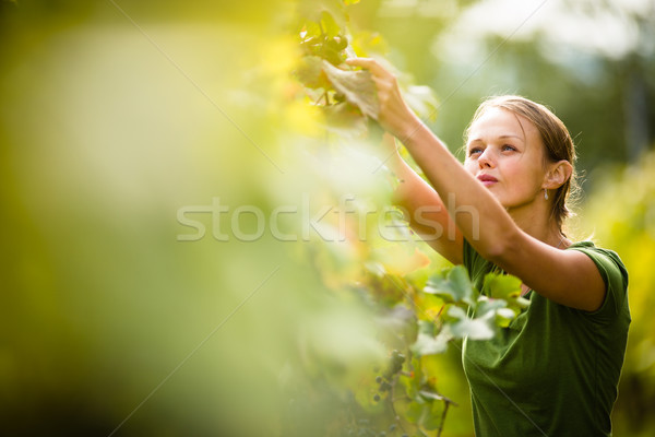 Stock photo: Woman picking grape during wine harvest