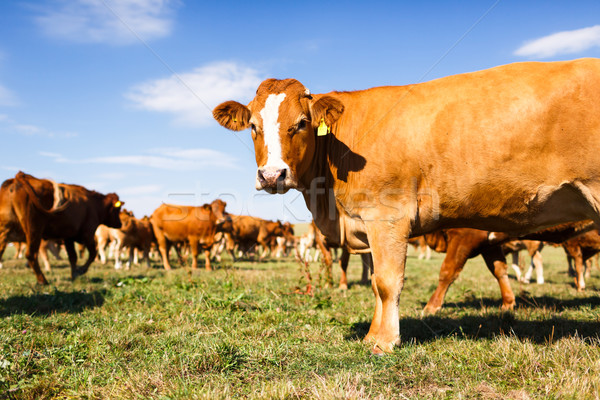 Cows grazing on a lovely green pasture  Stock photo © lightpoet