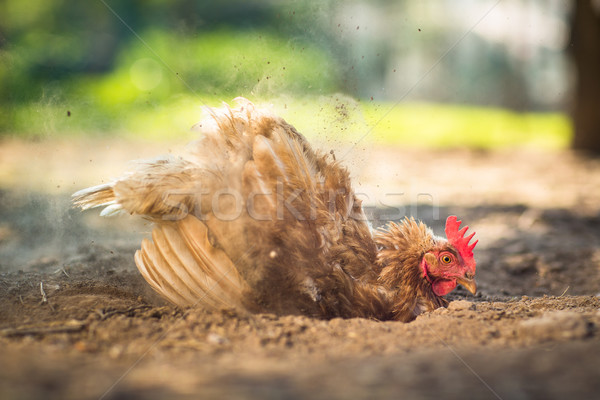 Hen in a farmyard Stock photo © lightpoet