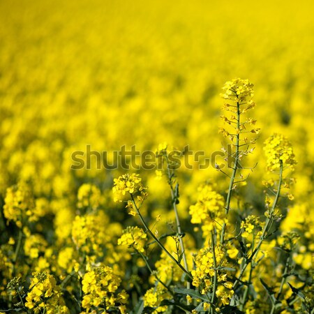 Colza (Brassica rapa) Stock photo © lightpoet