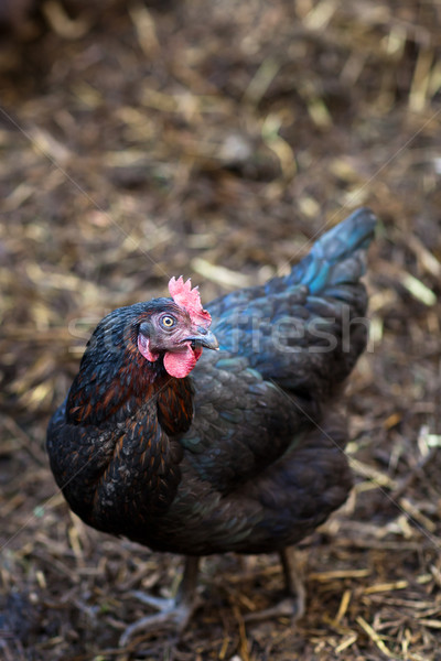 Closeup of a hen in a farmyard (Gallus gallus domesticus) Stock photo © lightpoet