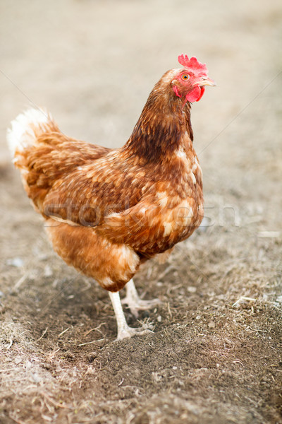 Closeup of a hen in a farmyard (Gallus gallus domesticus)  Stock photo © lightpoet