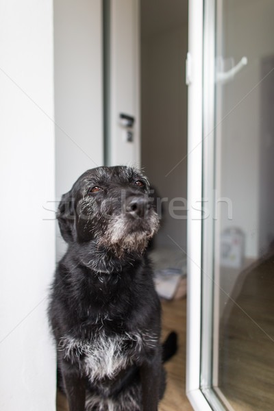 Foto stock: Bonitinho · preto · cão · casa · espera · proprietário