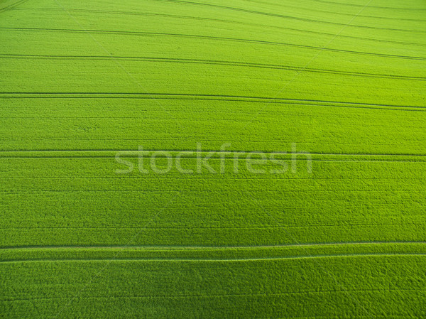 以上 圖像 青蔥的 綠色 商業照片 © lightpoet