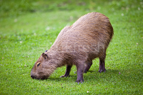 Capybara grazing on fresh green gras Stock photo © lightpoet