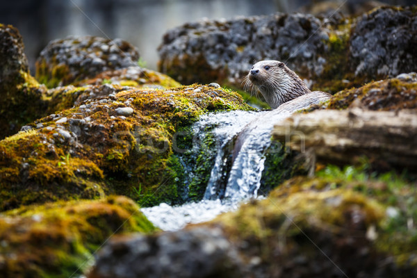 Eurasian otter (Lutra lutra) Stock photo © lightpoet