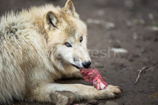 Arctic Wolf (Canis lupus arctos) aka Polar Wolf or White Wolf  Stock photo © lightpoet