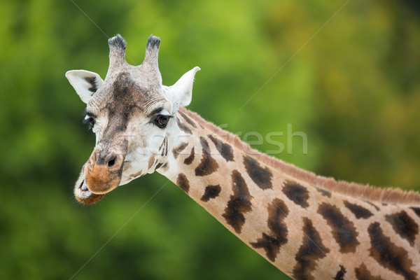 Giraffe (Giraffa camelopardalis) Stock photo © lightpoet