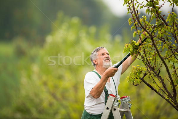 Kıdemli adam bahçıvanlık bahçe renk eller Stok fotoğraf © lightpoet