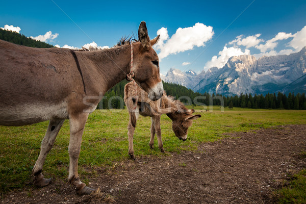 Two cute donkeys in Dolomites, Italy Stock photo © lightpoet