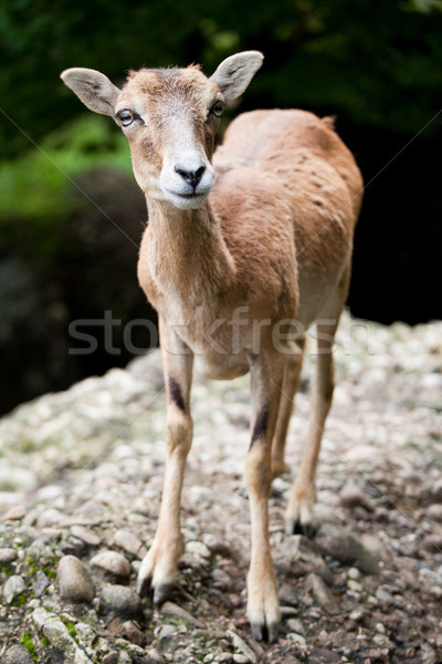 West Caucasian tur (Capra caucasica) Stock photo © lightpoet