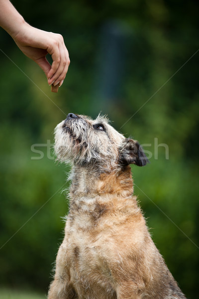 Border Terrier being given a treat Stock photo © lightpoet