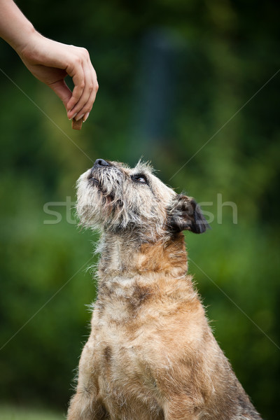 Keret terrier csemege sport haj háttér Stock fotó © lightpoet