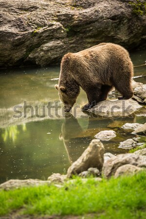 Brown bear considering taking a bath Stock photo © lightpoet