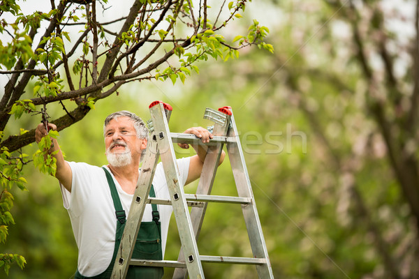 Senior om grădinărit grădină culoare mâini Imagine de stoc © lightpoet