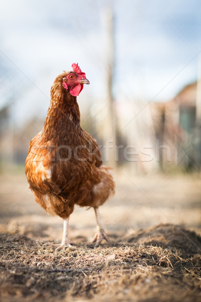 Closeup of a hen in a farmyard (Gallus gallus domesticus)  Stock photo © lightpoet