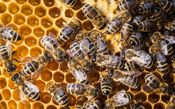 Macro shot of bees swarming on a honeycomb Stock photo © lightpoet