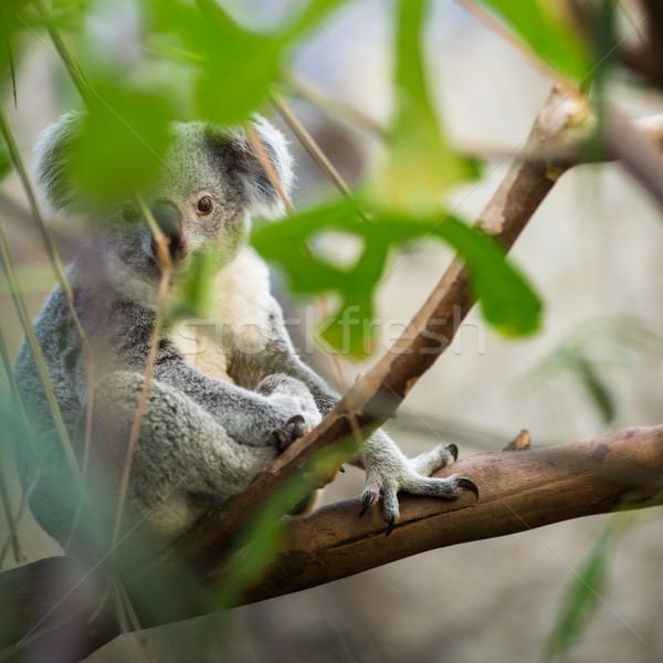 Koala Baum Busch grünen Natur tragen Stock foto © lightpoet