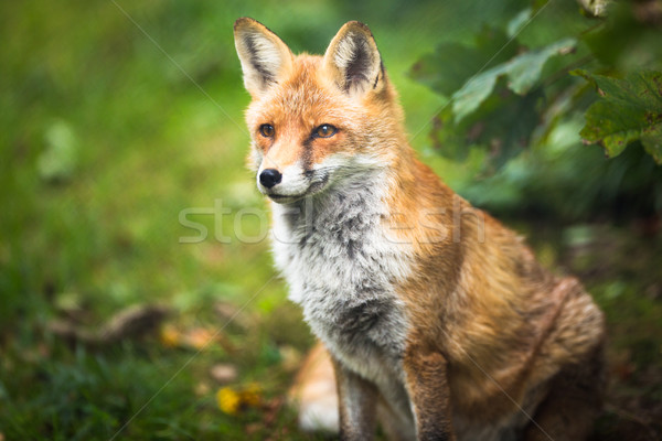 Red Fox (Vulpes vulpes) Stock photo © lightpoet