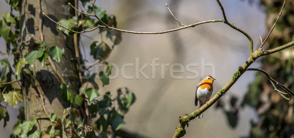 The European robin (Erithacus rubecula) Stock photo © lightpoet