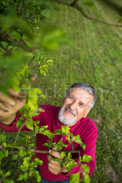 Stockfoto: Portret · senior · man · tuinieren · tuin · kleur