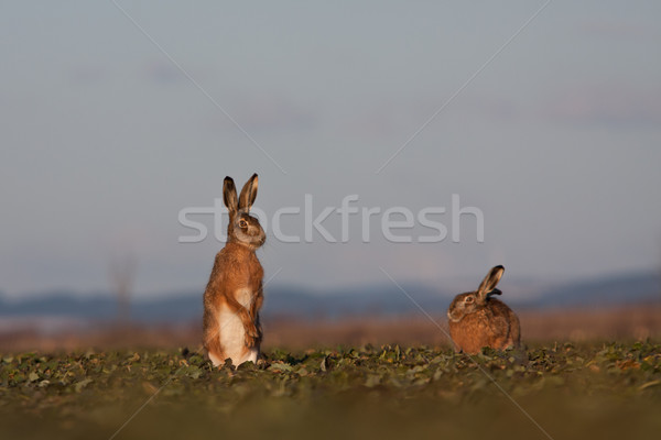 Brown hare (lepus europaeus)  Stock photo © lightpoet